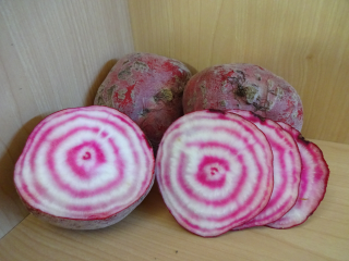 Randen Chioggia