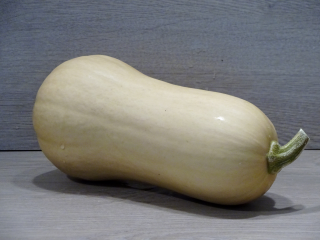 Kürbis Butternut