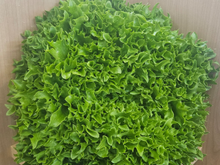 Salanova Crispy grün