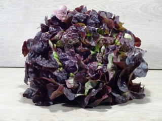 Eichblattsalat rot