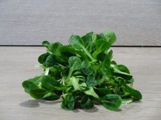 Nüsslisalat schüsselfertig