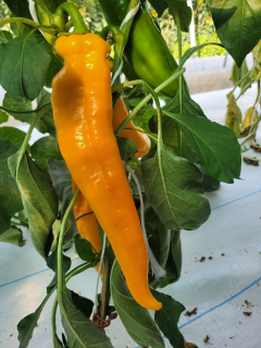 Peperoni Bullenhorn gelb