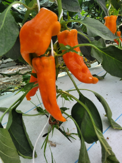 Peperoni Bullenhorn Orange