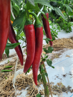 Peperoncini